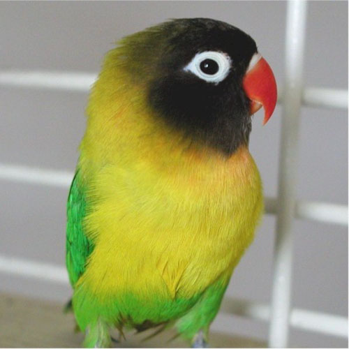 Personata