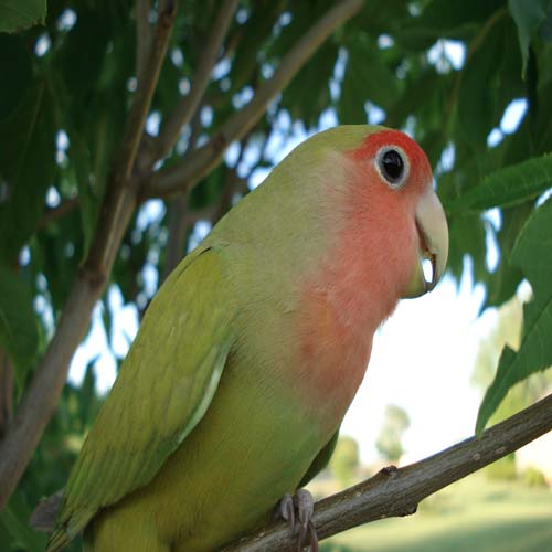 Rozenkolis